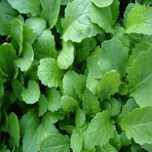 Mustard Sarso Saag Imported Seeds 50-100