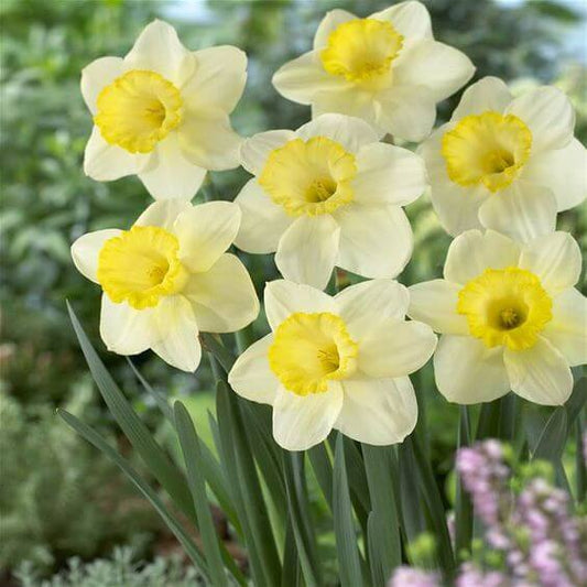 Nargis Flower Bulbs Pack of 5 Bulbs