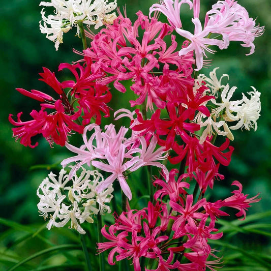 Nerine lily mixed flower Bulbs Pack of 5 Bulbs