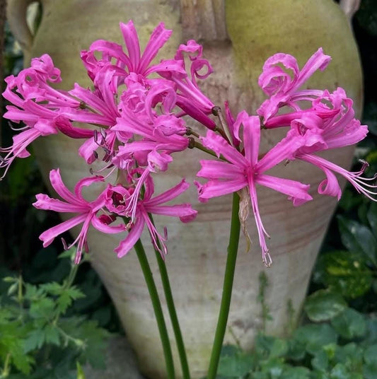 nerine lily flowers blooming colorful summer garden India