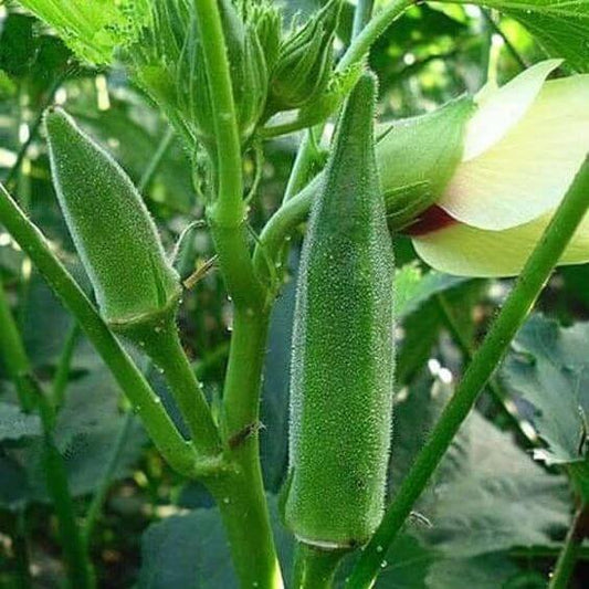 Okra Harsit Imported Seeds 40-50