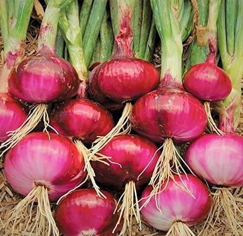 Onion Red Vegetable Imported seeds 50-100