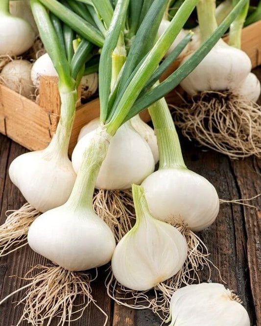 Onion White Vegetable Imported seeds 50-100