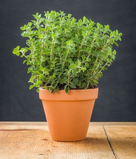 Oregano Herb Seeds, Imported Seeds 40-50