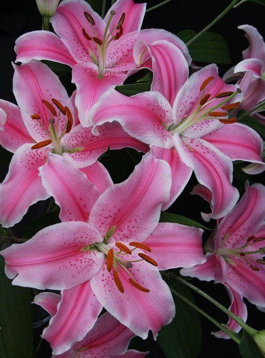 Oriental lily Imported Flower Bulbs Pink