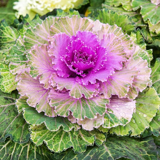 Ornamental Kale Flower Seeds, Imported Seeds 50-100