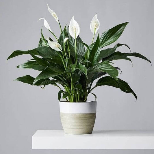 Peace Lily Air Purifying Indoor Plants