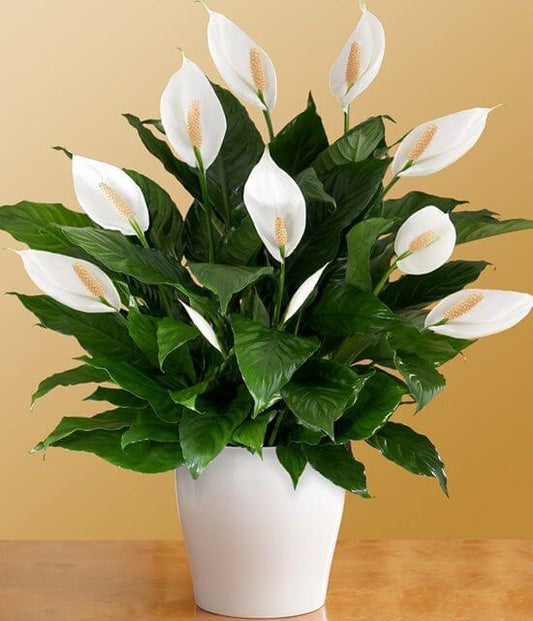 Peace Lily Air Purifying Indoor Plants