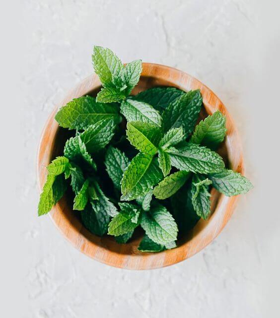 Peppermint Imported Seeds 50-100 – Radhakrishnaagriculture