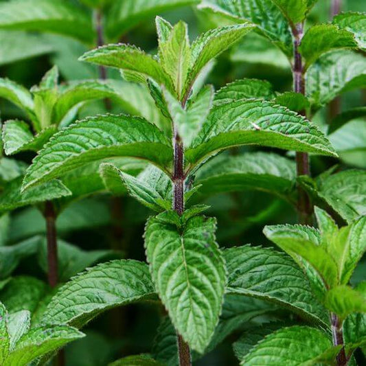 Peppermint Herb Seeds, Imported Seeds 40-50