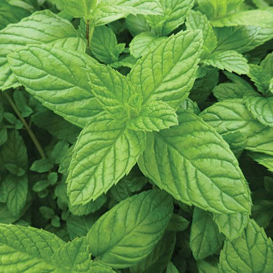 Peppermint Herb Seeds, Imported Seeds 40-50