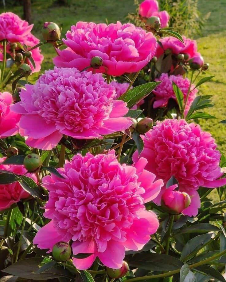 pink peony flowers blooming ornamental garden India