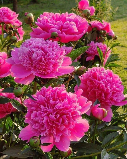 pink peony flowers blooming ornamental garden India