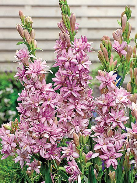 pink rajnigandha tuberose flowers fragrant blooming garden India