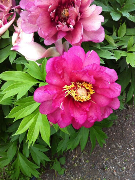 pink yellow peony flowers blooming ornamental garden India
