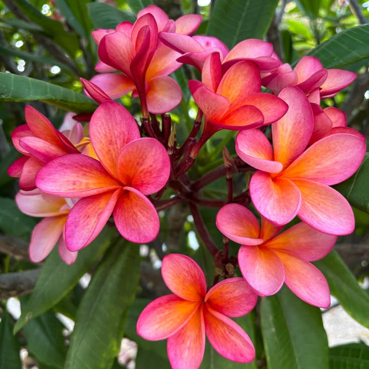 Close-up of pink and orange flowers with green leaves in the background