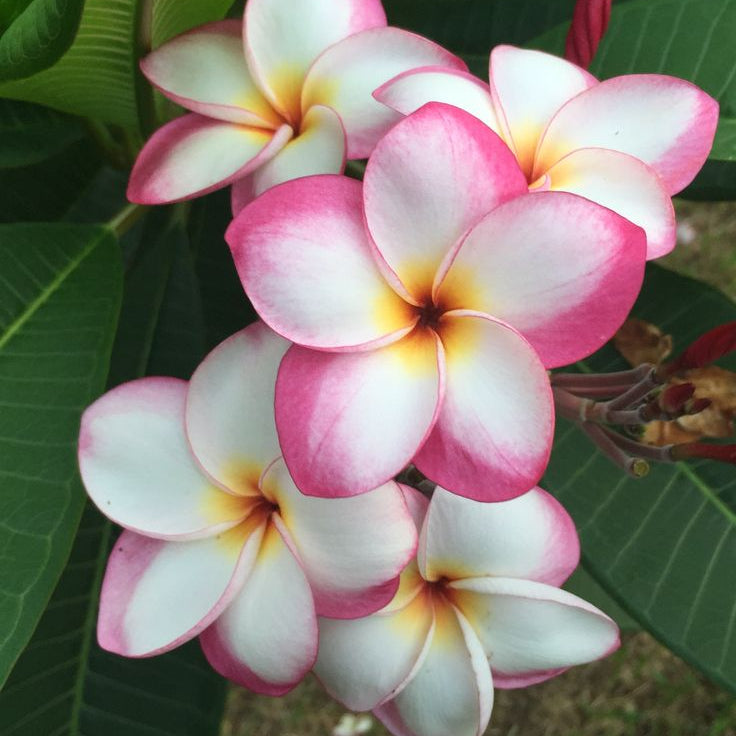 Close-up of pink and white flowers with green leaves in the background