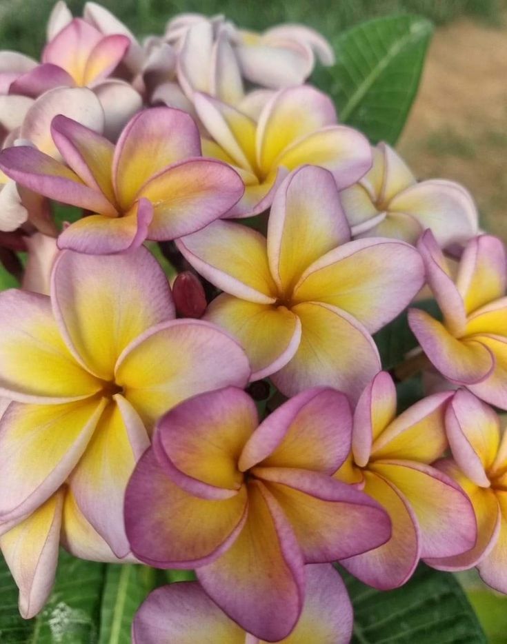 Close-up of pink and yellow frangipani flowers with a blurred natural background