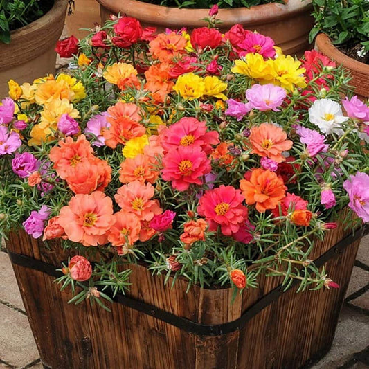 Portulaca Flower  Seeds, Imported Flower Seeds 50-100