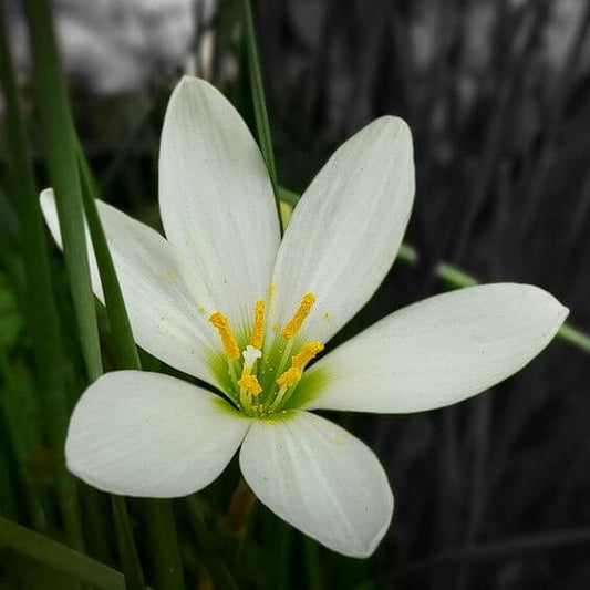 Rain lily White Flower Bulbs Pack of 5 Bulbs