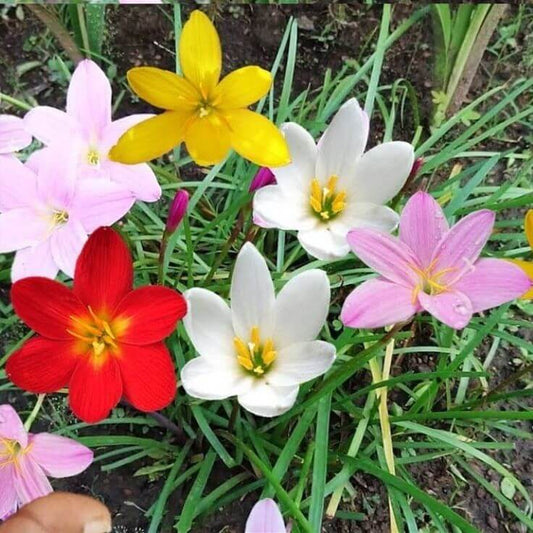 Rain lily Mixed Flower Bulbs Pack of 5 Bulbs