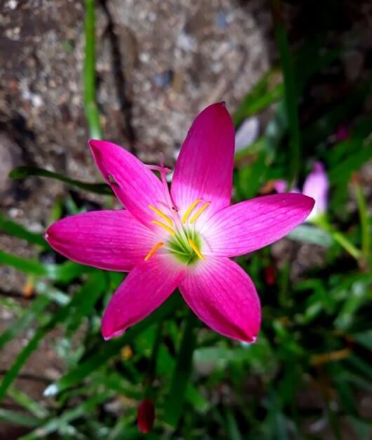 Rain lily Pink Flower Bulbs Pack of 5 Bulbs