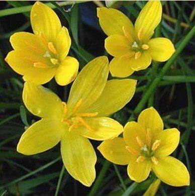 Rain lily Yellow Flower Bulbs Pack of 5 Bulbs