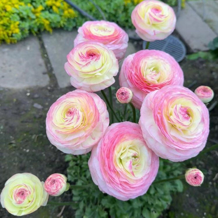 ranunculus flower bulbs, double-petaled mixed colors for home garden