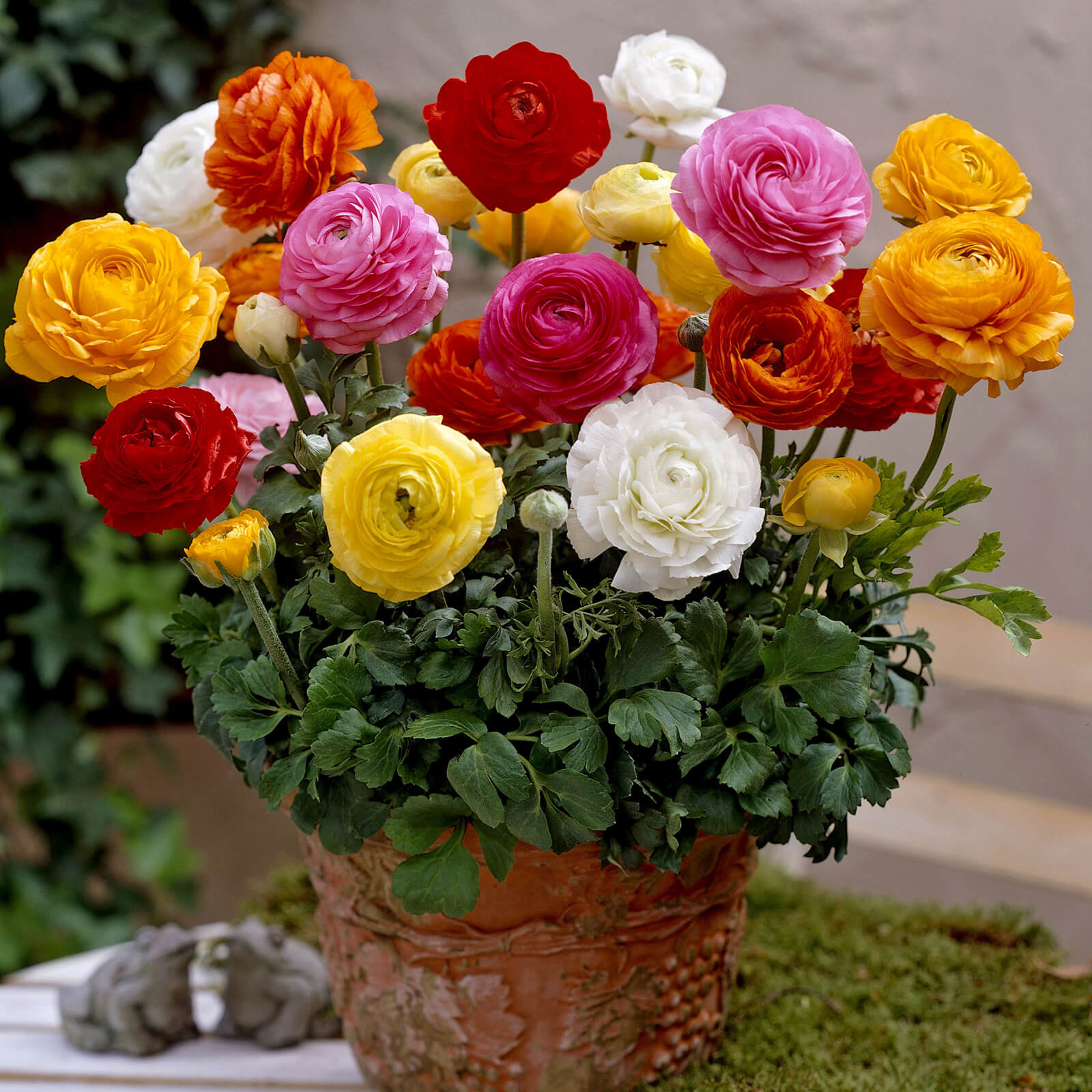 Ranunculus Imported Flower Bulbs Multicolor – Radhakrishnaagriculture