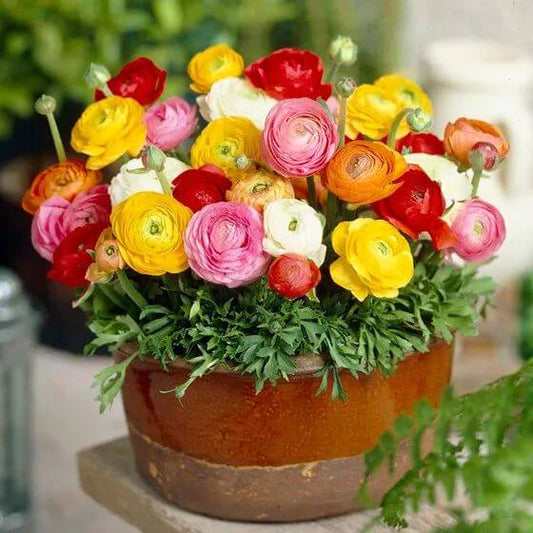 Ranunculus Imported Flower Bulbs Multicolor