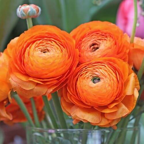 Ranunculus Imported Flower Bulbs Orange