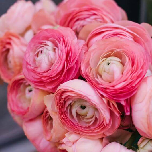 Ranunculus Imported Flower Bulbs Pink