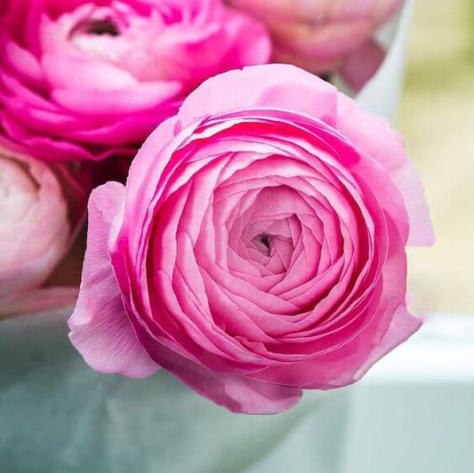 Ranunculus Imported Flower Bulbs Pink