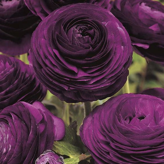 Ranunculus Imported Flower Bulbs Purple