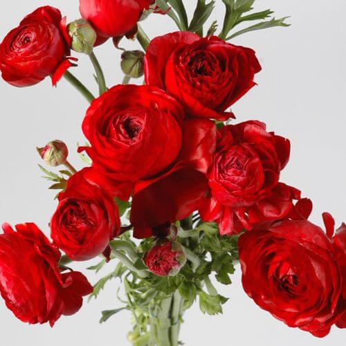 Ranunculus Imported Flower Bulbs Red