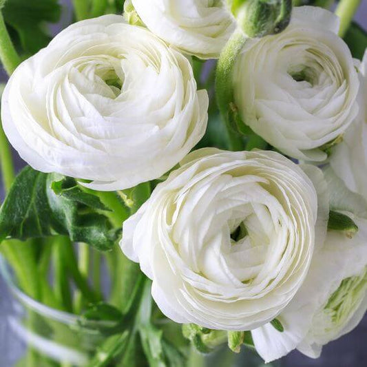 Ranunculus Imported Flower Bulbs White