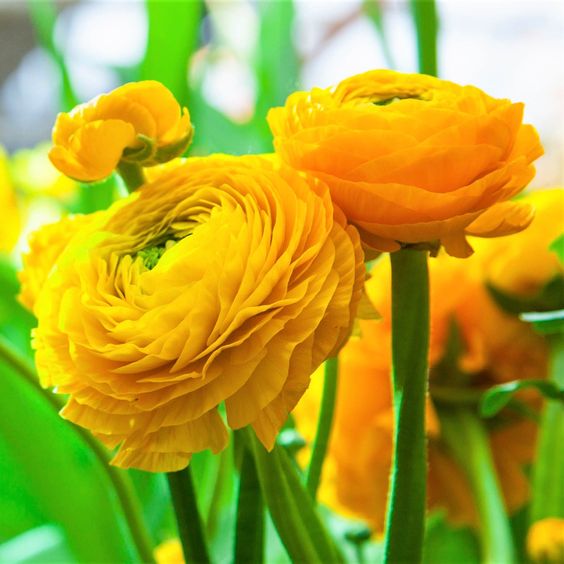 Butter Yellow Ranunculus Ranunculus Imported Flower Bulbs Yellow – Radhakrishnaagriculture