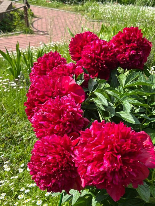 red peony flowers blooming ornamental garden India