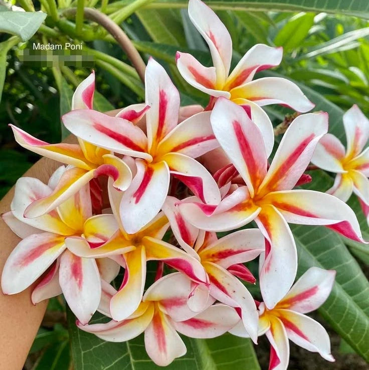 Close-up of red and white frangipani flowers with green leaves in the background.