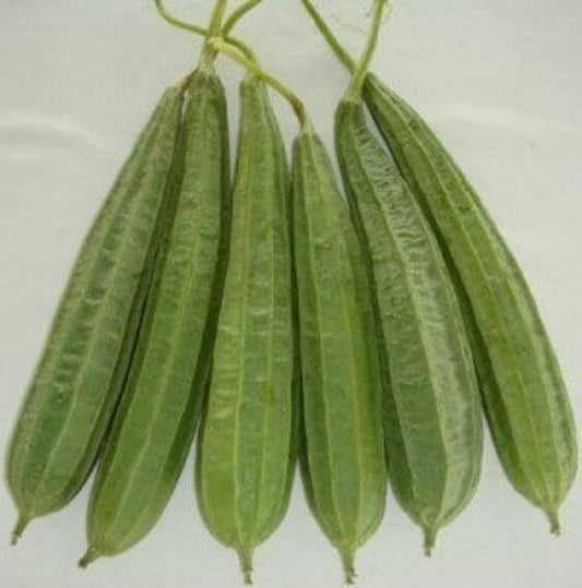 Ridge Gourd Imported seeds 30-40