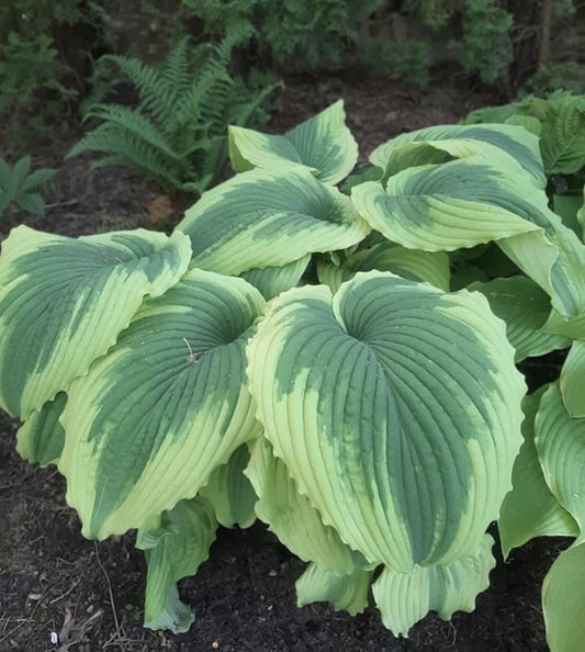 Hosta Liliy Imported Flower Bulbs Pack Of 5