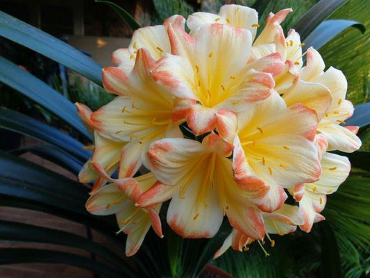 Clivia Imported Flower Plants Pack of 5 plants