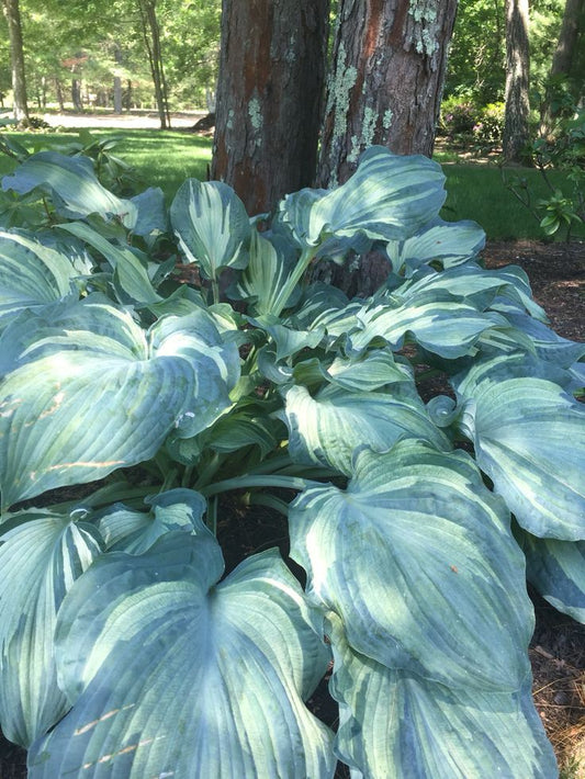 Hosta lily Imported Flower Bulbs Pack Of 2 Bulbs