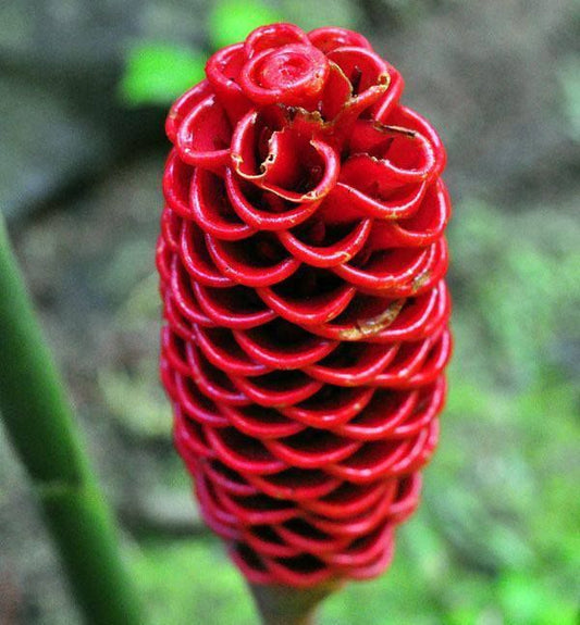 Shmpoo Ginger Lily Imported Flower Bulbs Pack Of 5 Bulbs