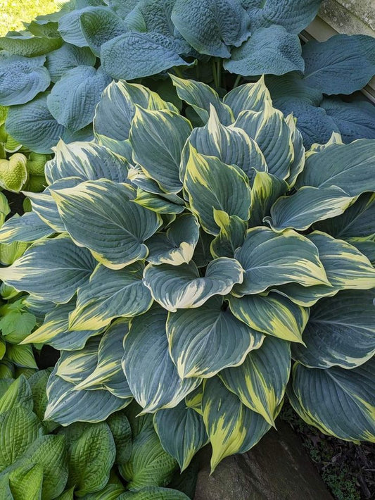 Hosta Liliy Imported Flower Bulbs Pack Of 5