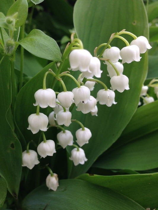 Lily Of The Valley Flower Bulbs Pack Of 1 Bulbs