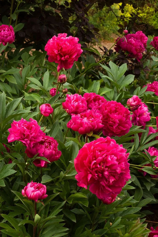 Peony Imported Flower Bulbs Pack Of 1 Big size Bulbs