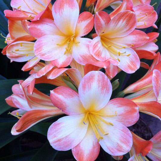 Clivia Imported Flower Plants Pack of 5 plants