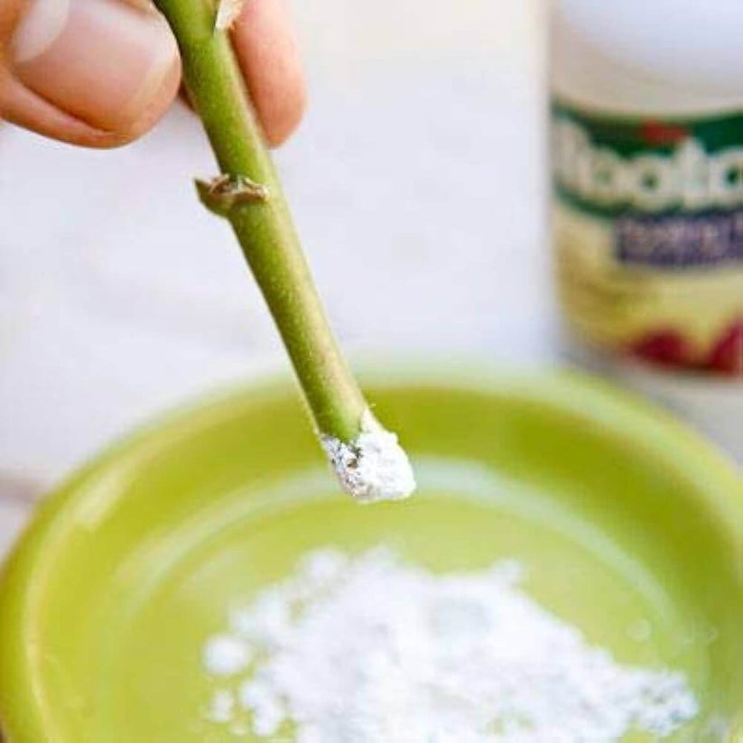 Rootex Rooting for All Plants Use 30 gm – Radhakrishnaagriculture