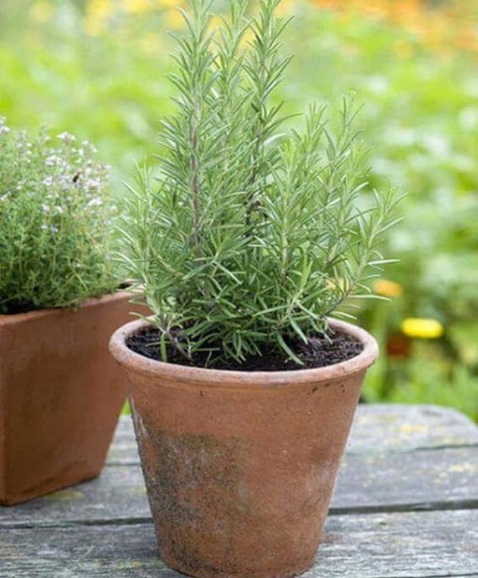 Rosemary Herb Seeds, Imported Seeds 40-50